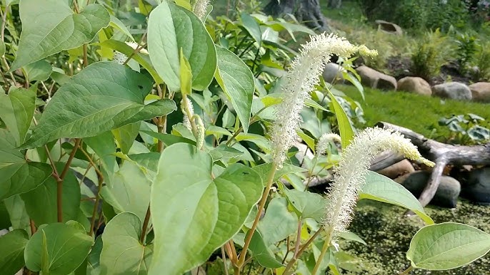 Planting Lizards Tail seeds in moist garden soil