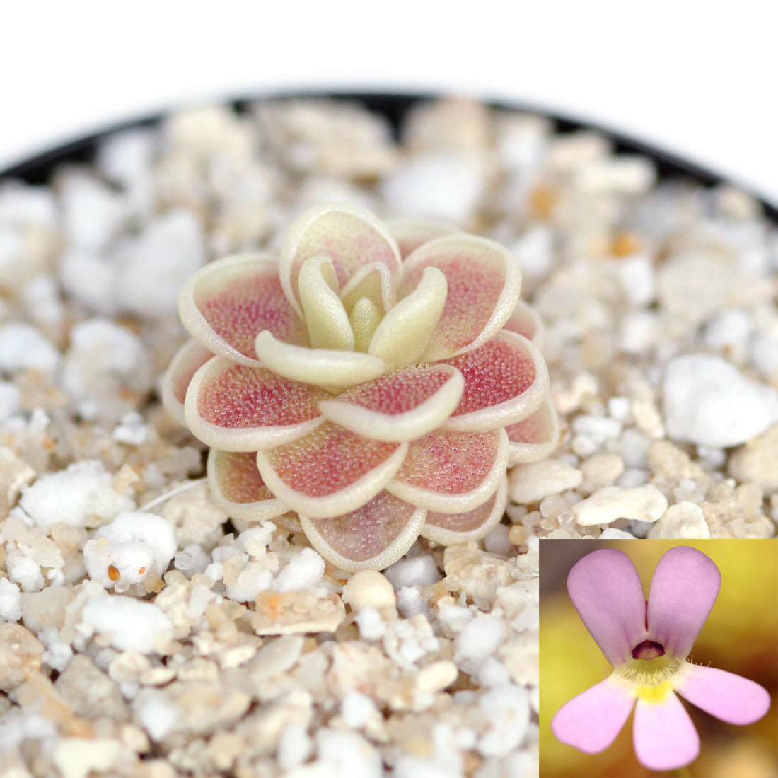 Planting Mexican Butterwort carnivorous seeds in pots