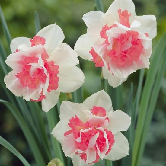 Planting white pink narcissus seeds in garden beds