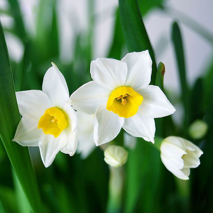 Planting white and yellow narcissus seeds in garden beds