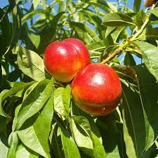Step-by-step planting guide for nectarine seeds