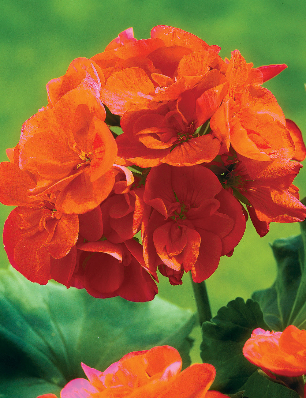 Planting orange climbing geranium seeds in garden beds