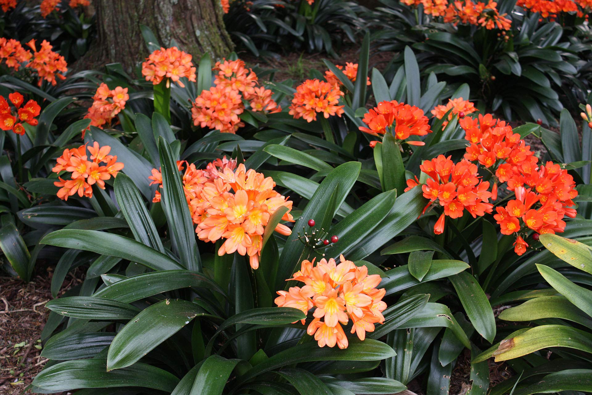Planting orange Clivia seeds in pots or garden beds
