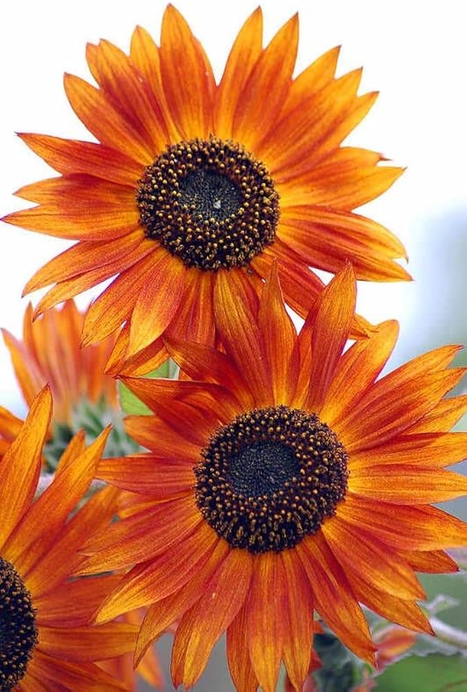 Planting orange mini sunflower seeds in garden beds
