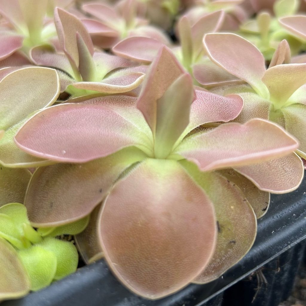 Planting Pinguicula moctezumae seeds in carnivorous soil mix