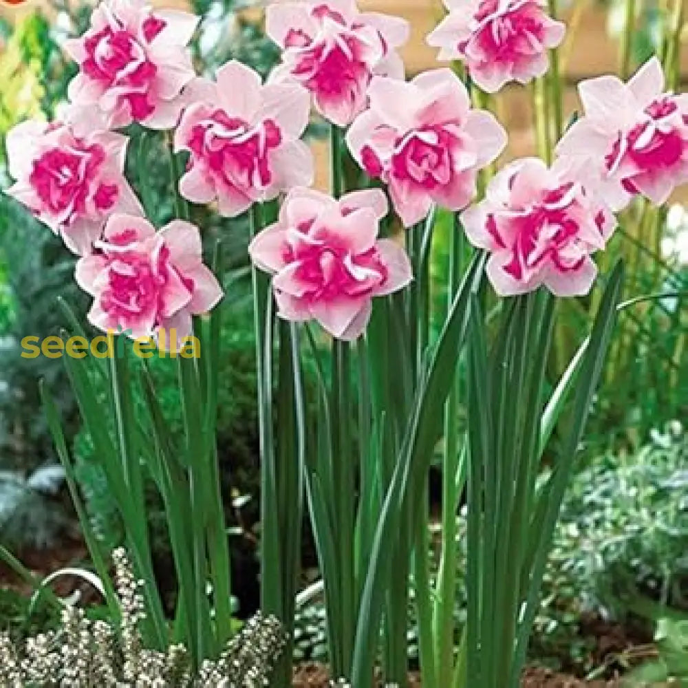 Planting Pink Daffodils Seeds - Beautiful Perennial Blooms Flower