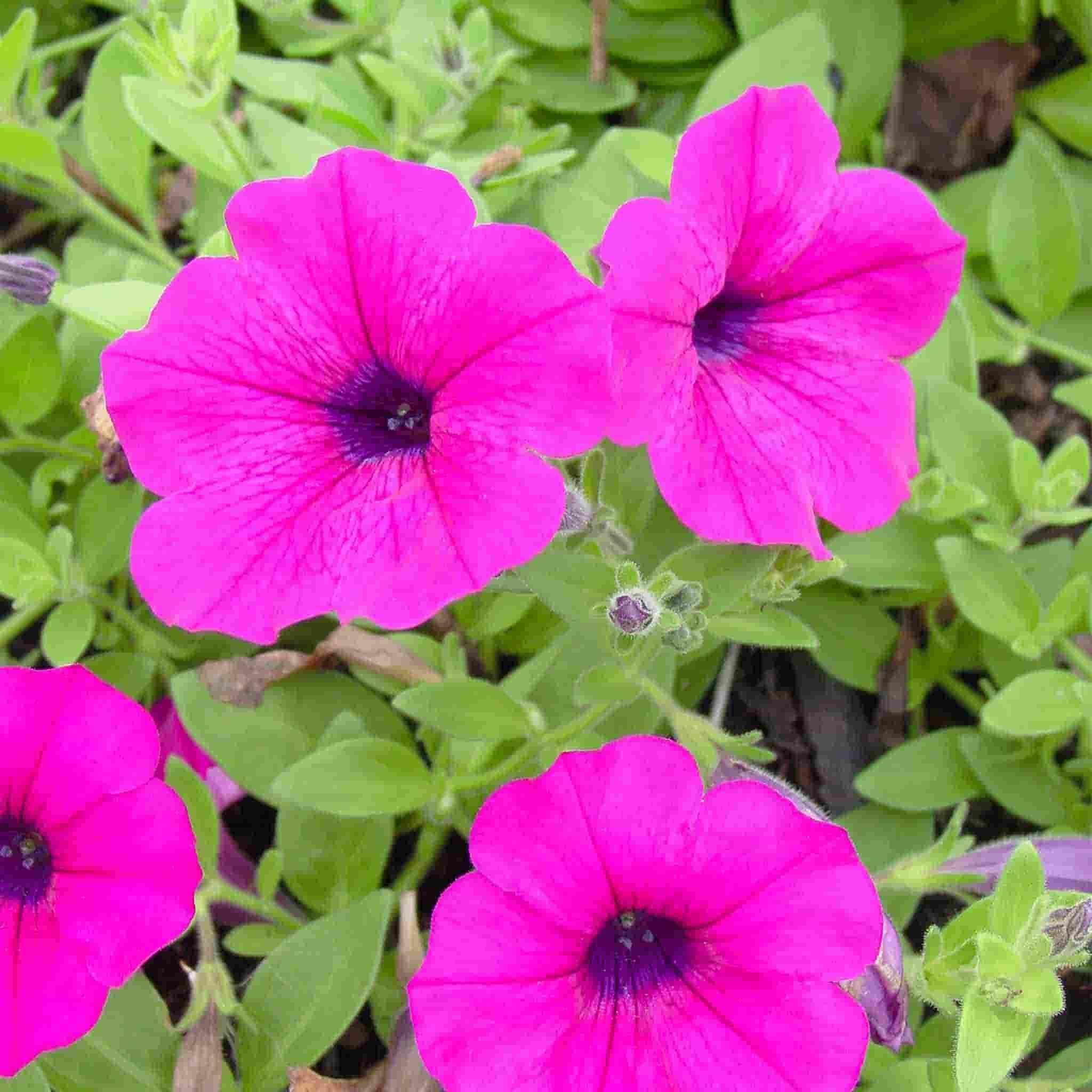Planting pink petunia seeds in garden beds