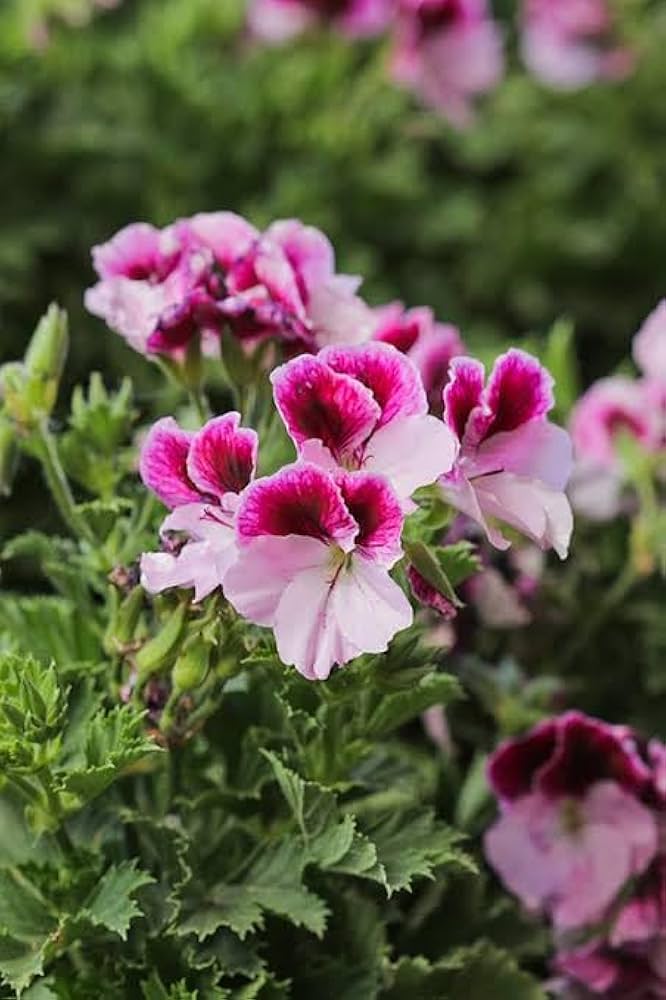 Planting pink red geranium seeds in garden beds