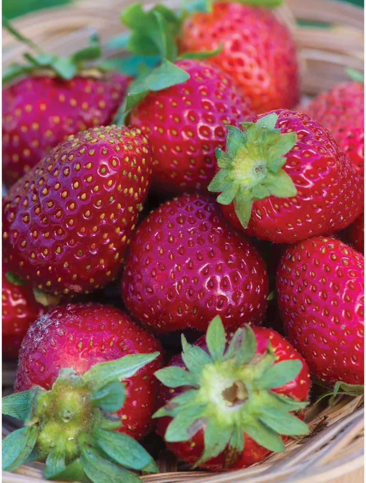 Step-by-step guide to planting pink strawberry seeds