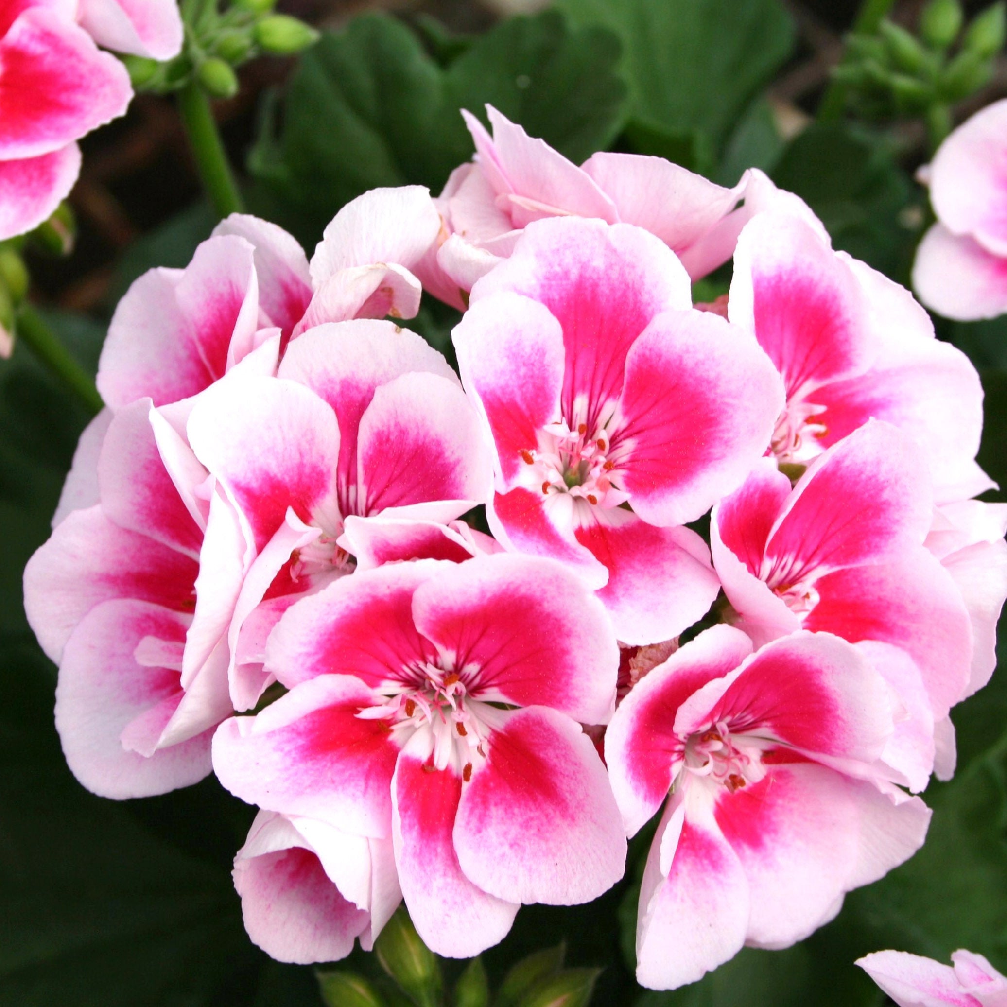 Planting pink and white geranium seeds in garden beds