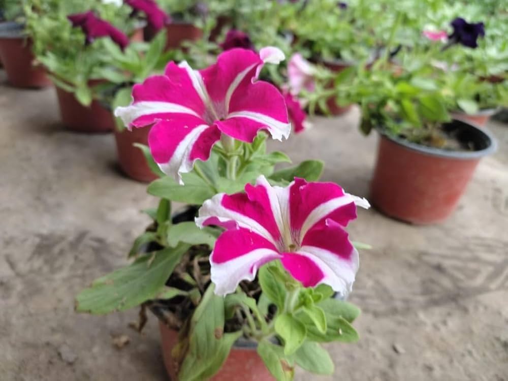 Planting pink white petunia seeds in garden beds