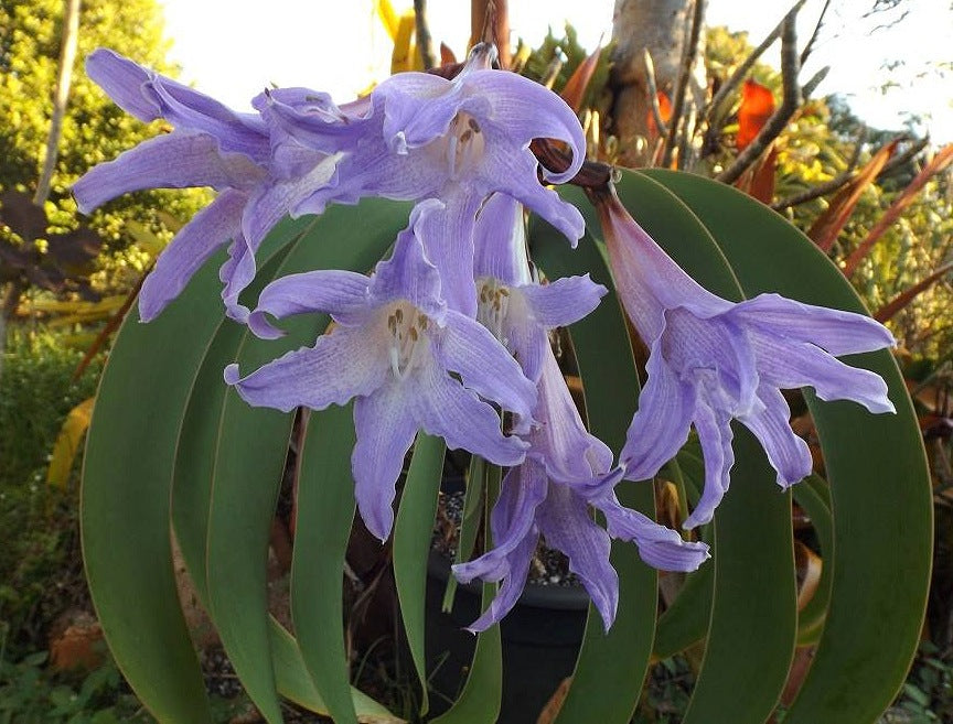 Planting Purple Echte Amaryllis seeds in pots
