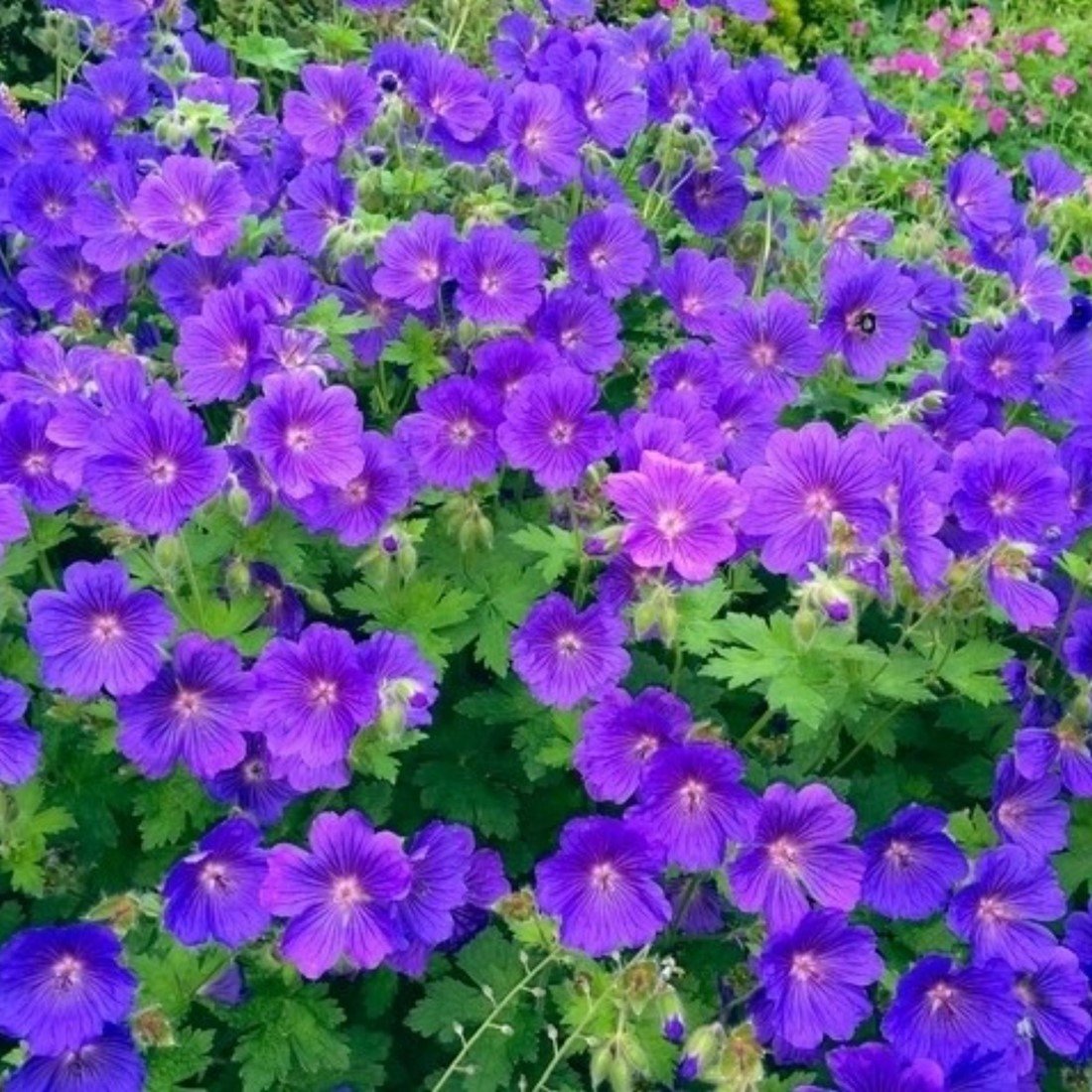 Planting purple geranium seeds in garden beds