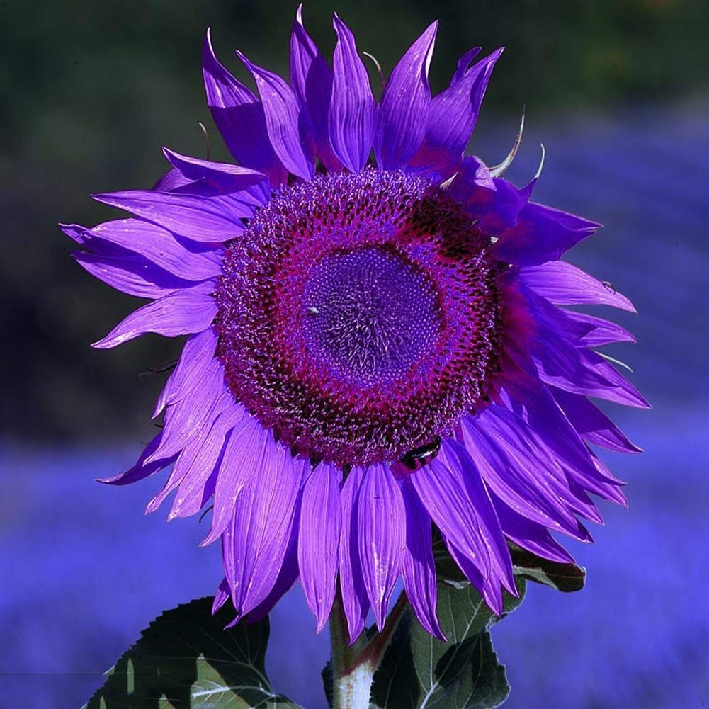Planting purple mini sunflower seeds in garden beds