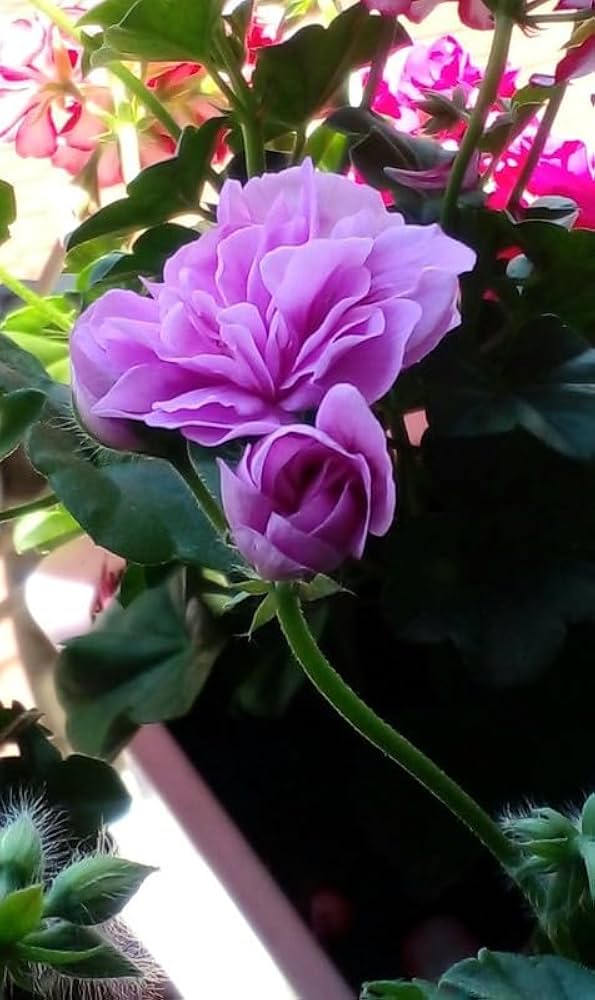 Planting purple pink geranium seeds in garden beds