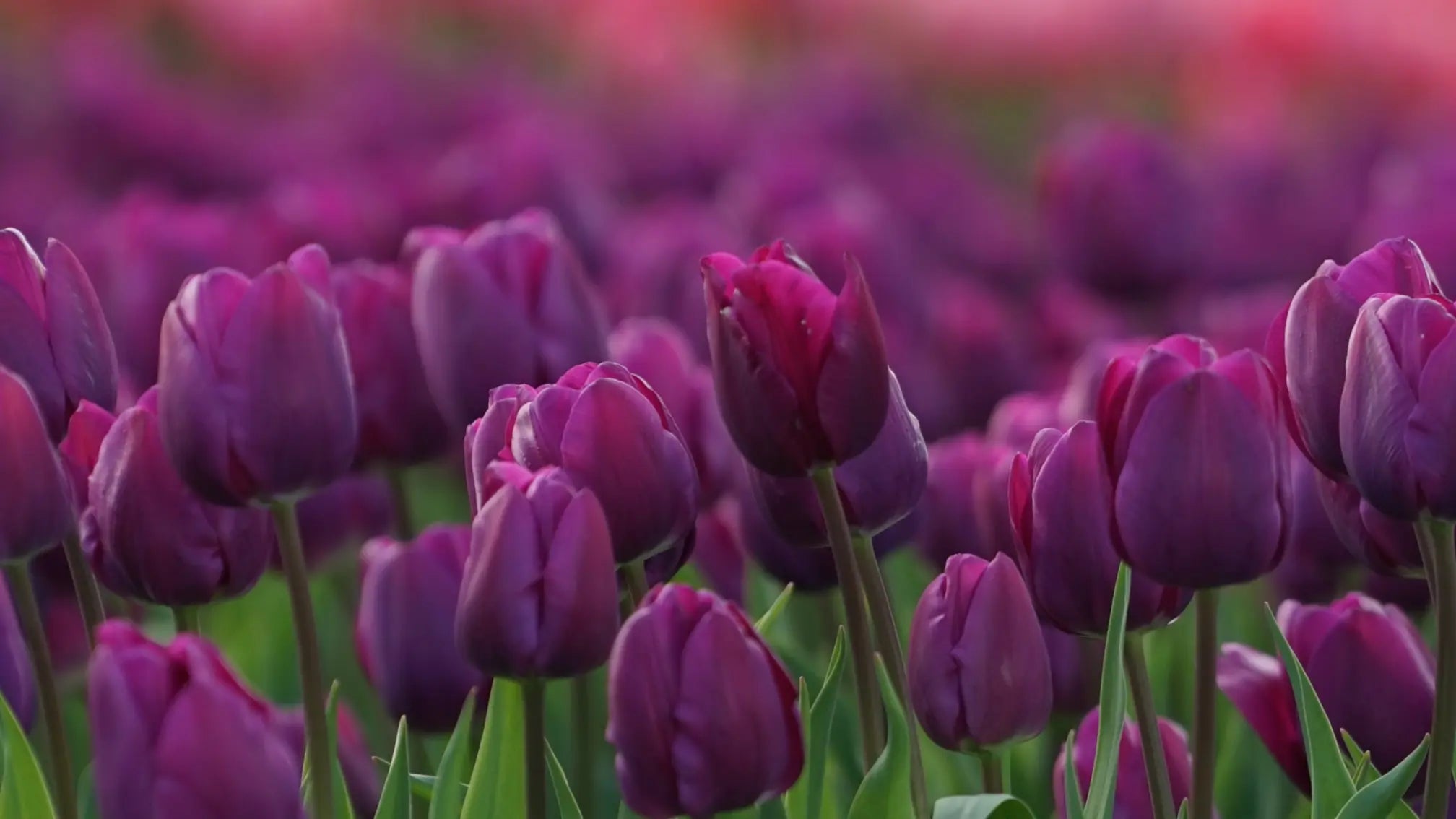 Planting Guide for Purple Tulip Seeds