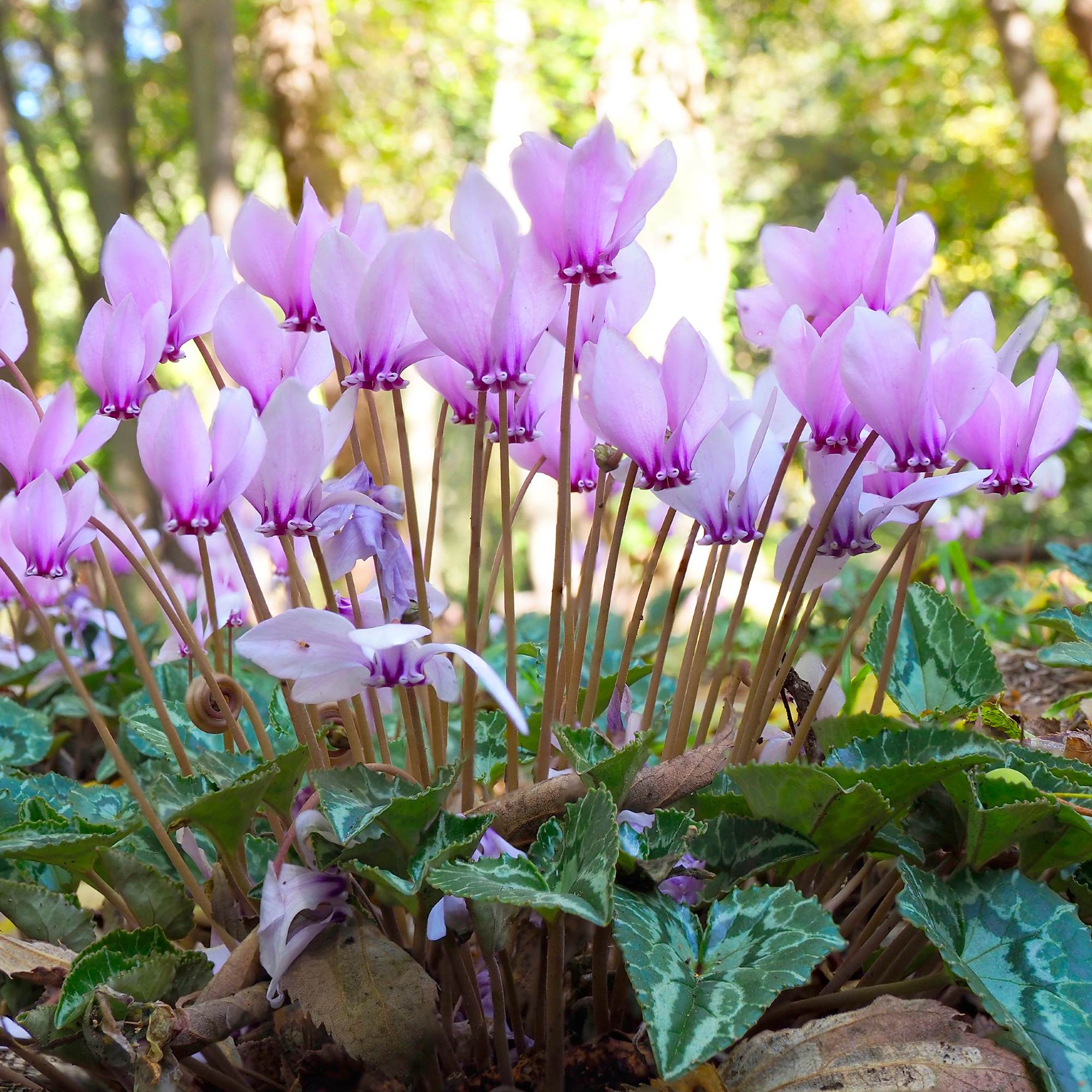 Planting purple and white Cyclamen seeds in garden soil