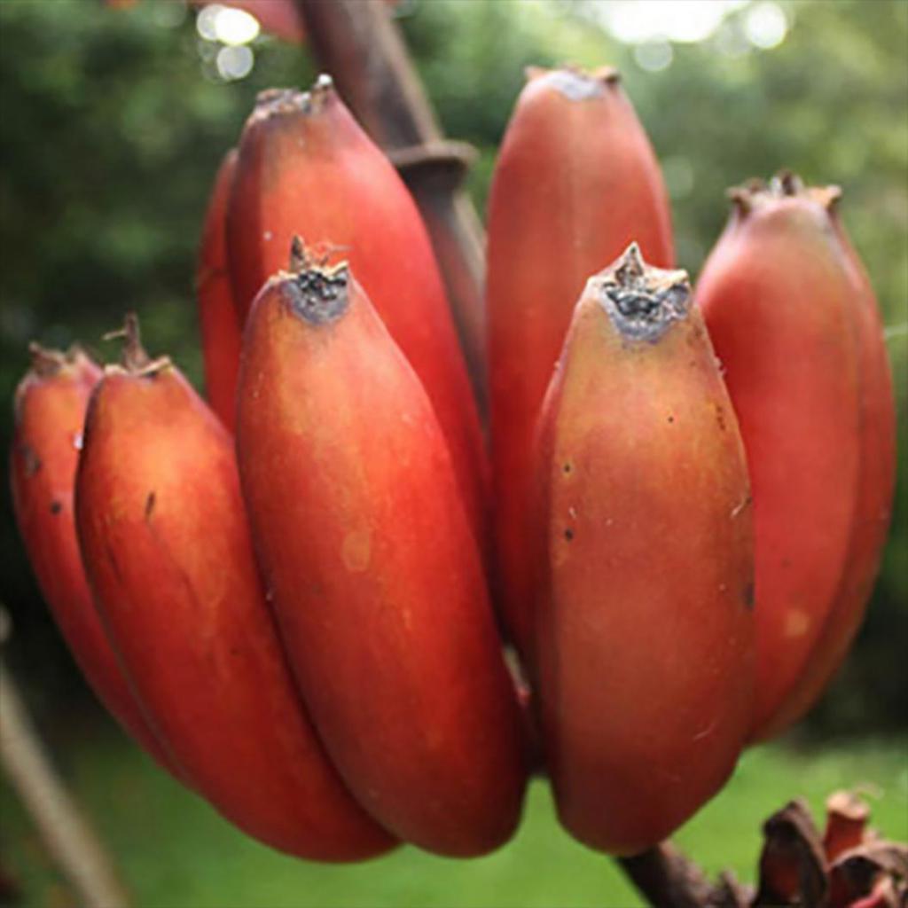 Planting red banana seeds in garden beds