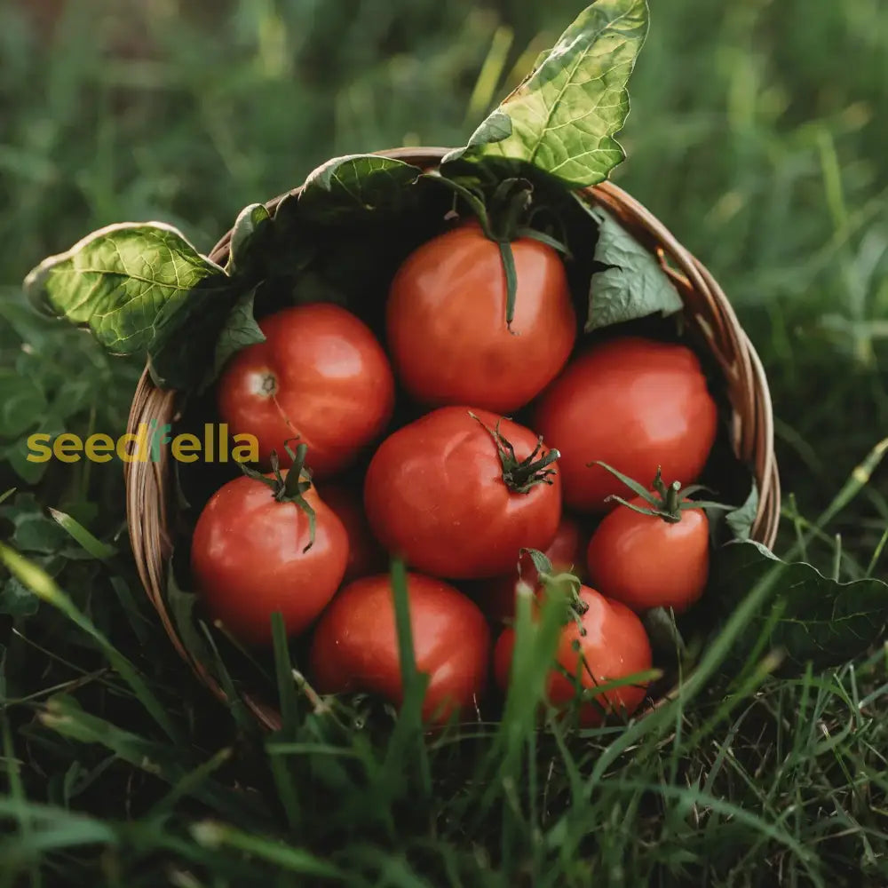 Planting Red Grushovka Tomato Seeds