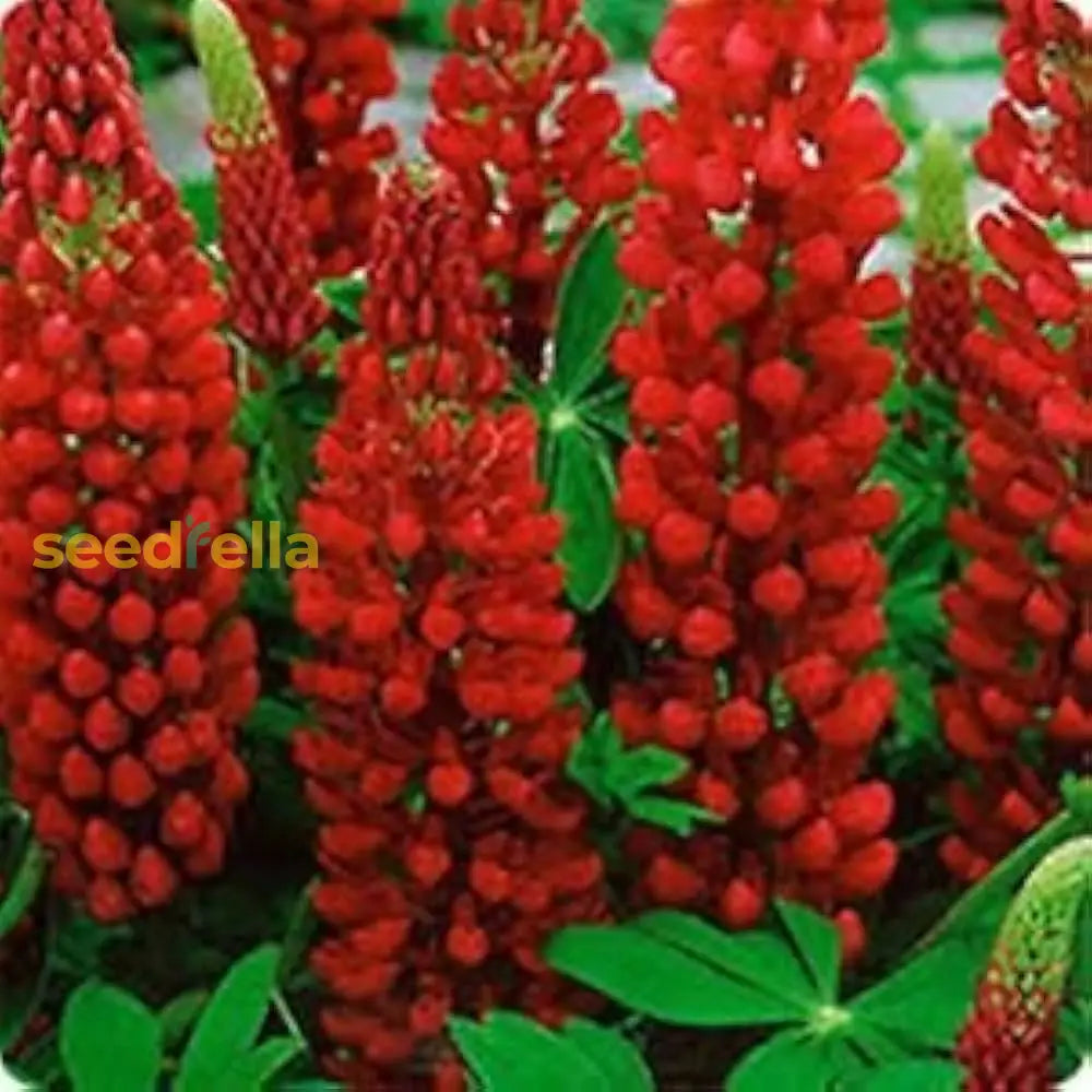 Planting Red Lupine Seeds  Vibrant Flower Vegetable Seeds