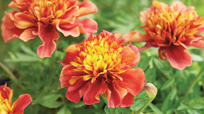 Planting red marigold seeds in garden beds