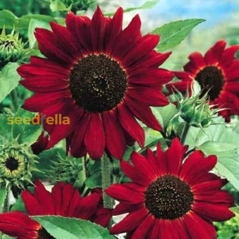 Planting red mini sunflower seeds in garden beds