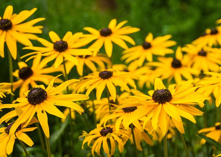 Planting Rudbeckia Fulgida seeds in garden beds