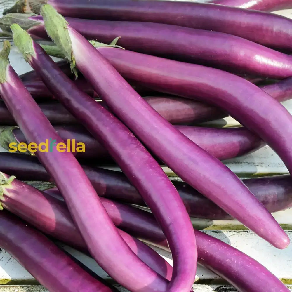 Planting Seeds: Aubergine Vegetable Collection Seeds