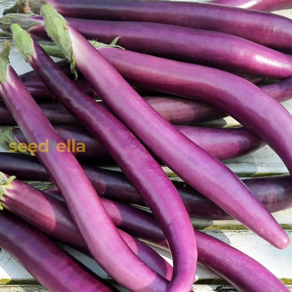 Planting Seeds: Aubergine Vegetable Collection Seeds