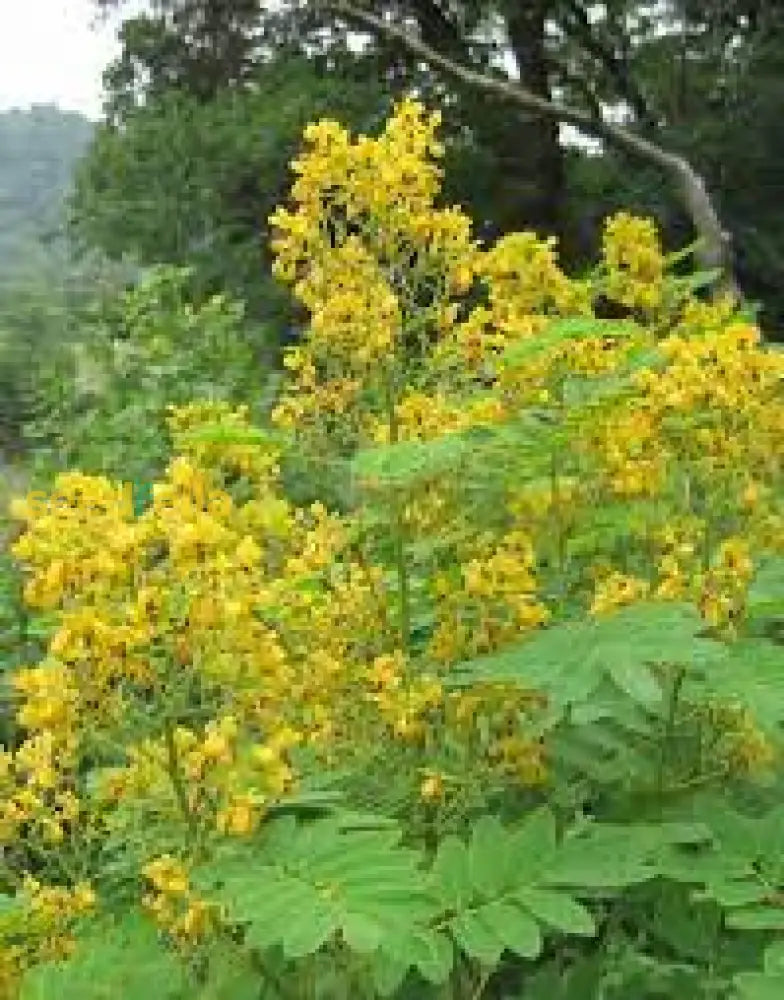 Planting Seeds: Black Senna Marilandica Flower Seeds