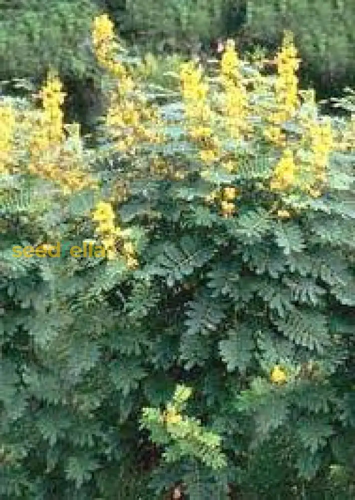 Planting Seeds: Black Senna Marilandica Flower Seeds