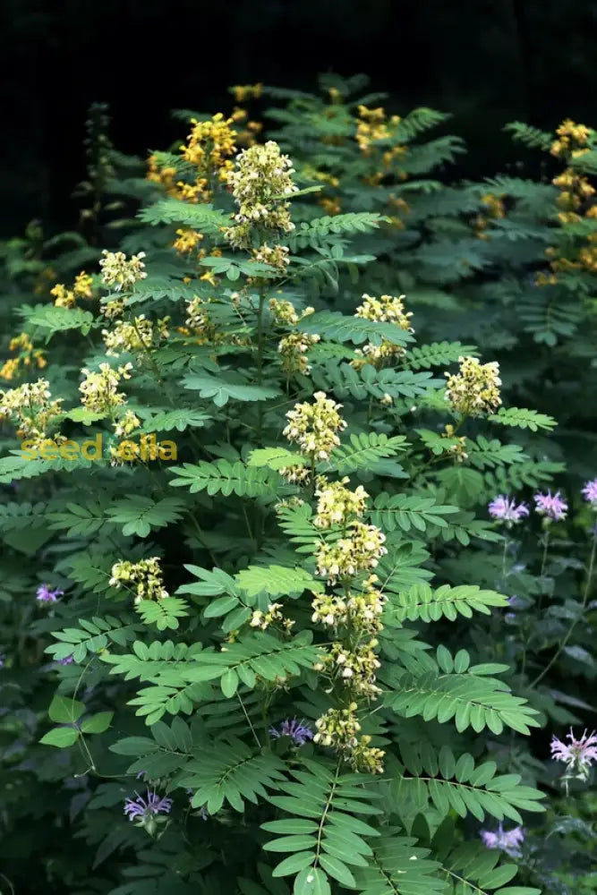 Planting Seeds: Black Senna Marilandica Flower Seeds