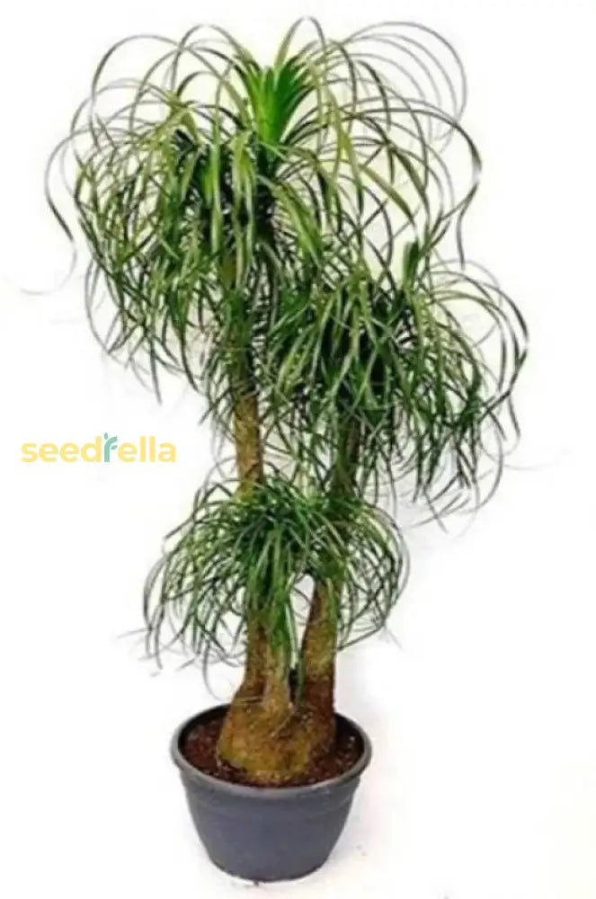 Planting Seeds Collection: Beaucarnea Plant Seeds