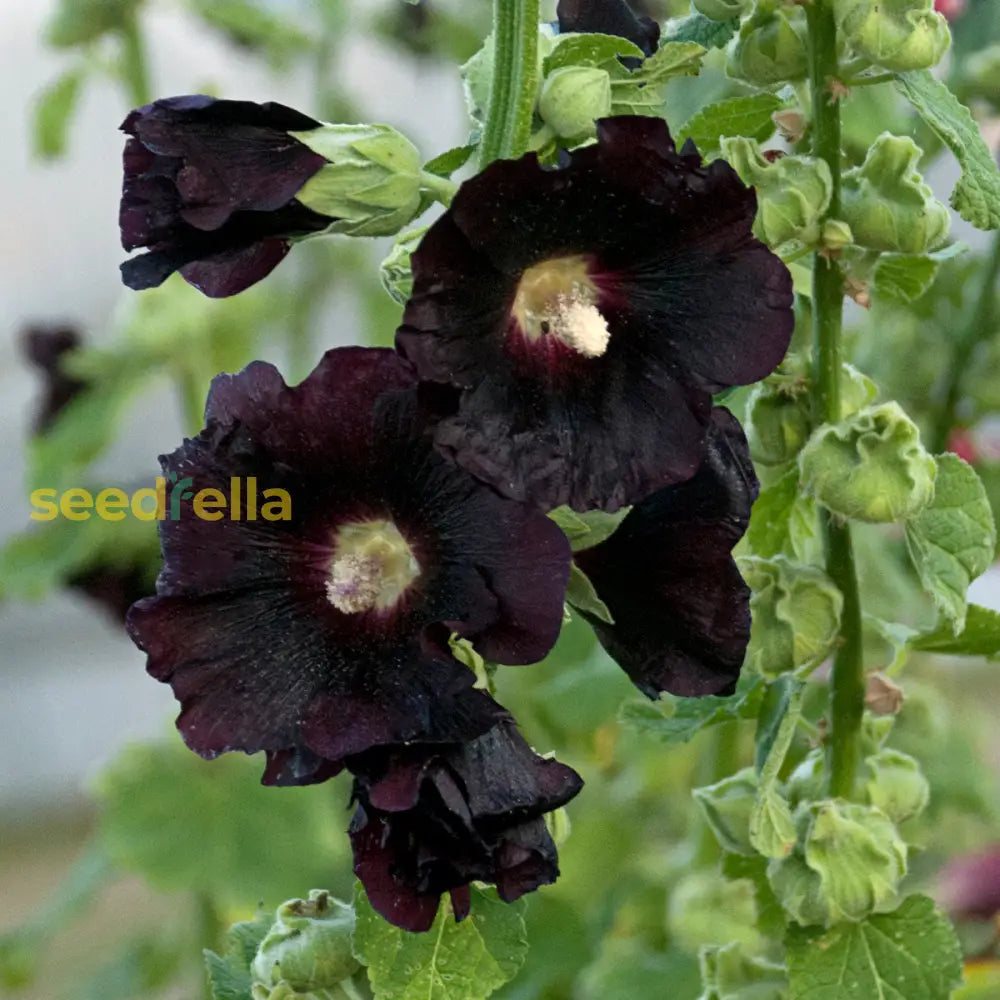 Planting Seeds For Black Hollyhock Flowers Flower