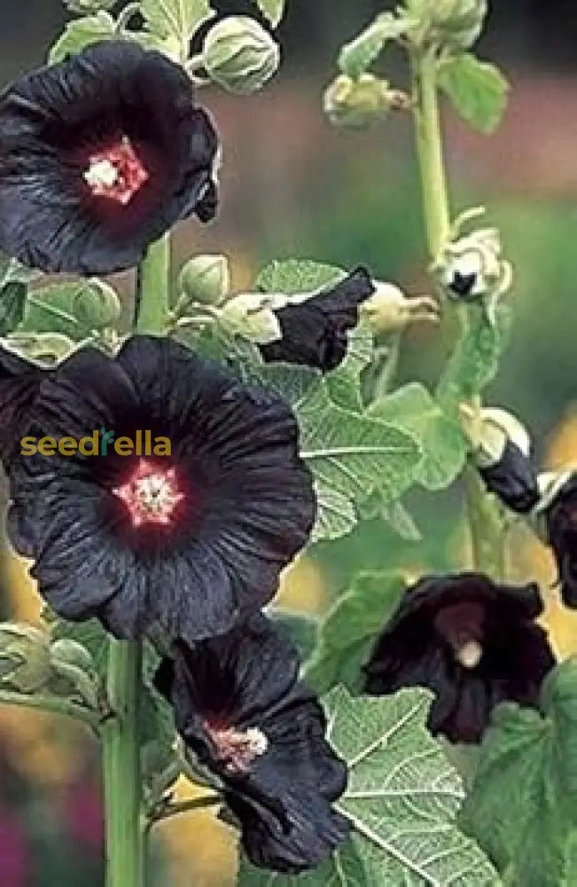 Planting Seeds For Black Hollyhock Flowers Flower