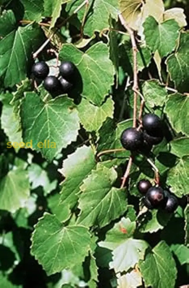 Planting Seeds For Black Muscadine Grapes Fruit