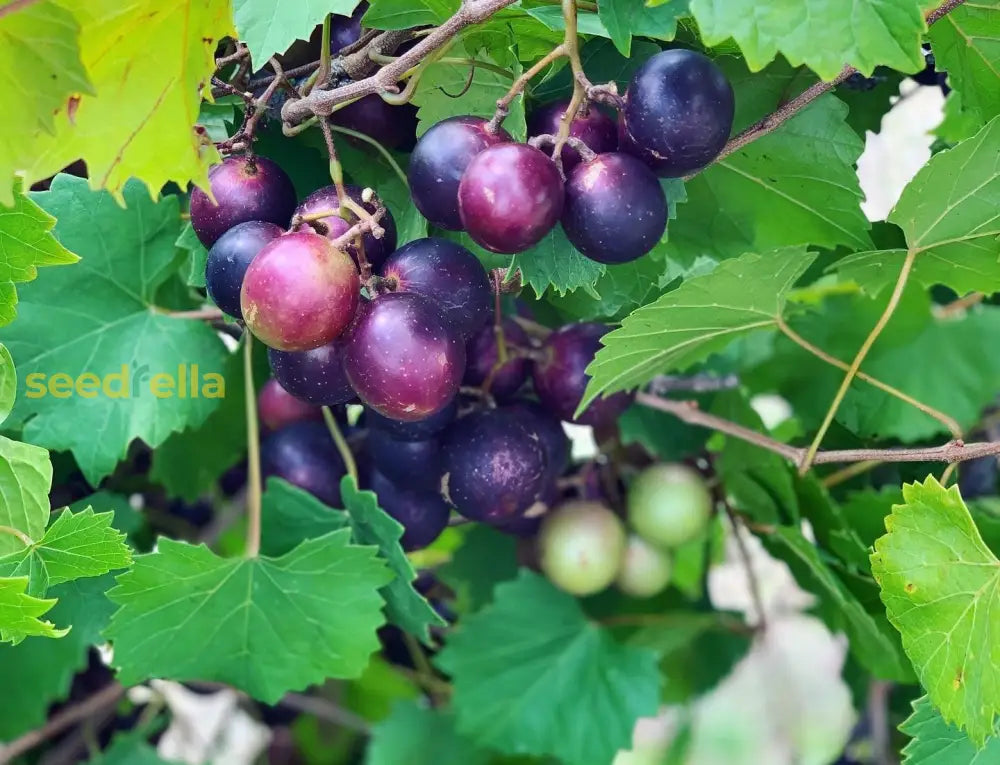 Planting Seeds For Black Muscadine Grapes Fruit