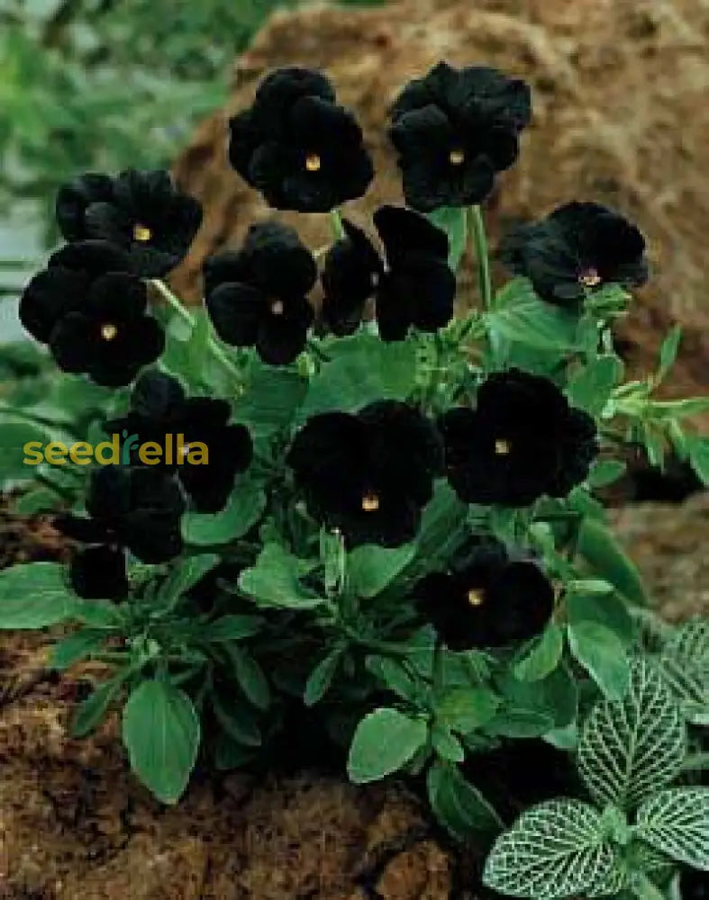 Planting Seeds For Black Petunia Flowers Flower