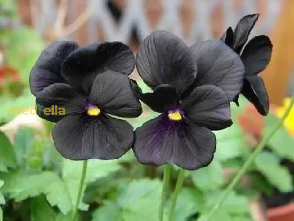 Planting Seeds For Black Petunia Flowers Flower