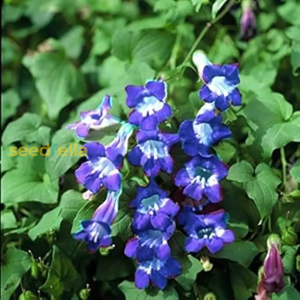 Planting Seeds For Blue Asarina Gloxinia Flowers Flower