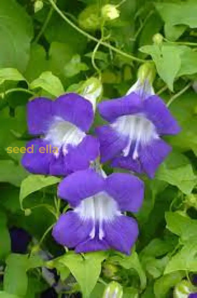 Planting Seeds For Blue Asarina Gloxinia Flowers Flower