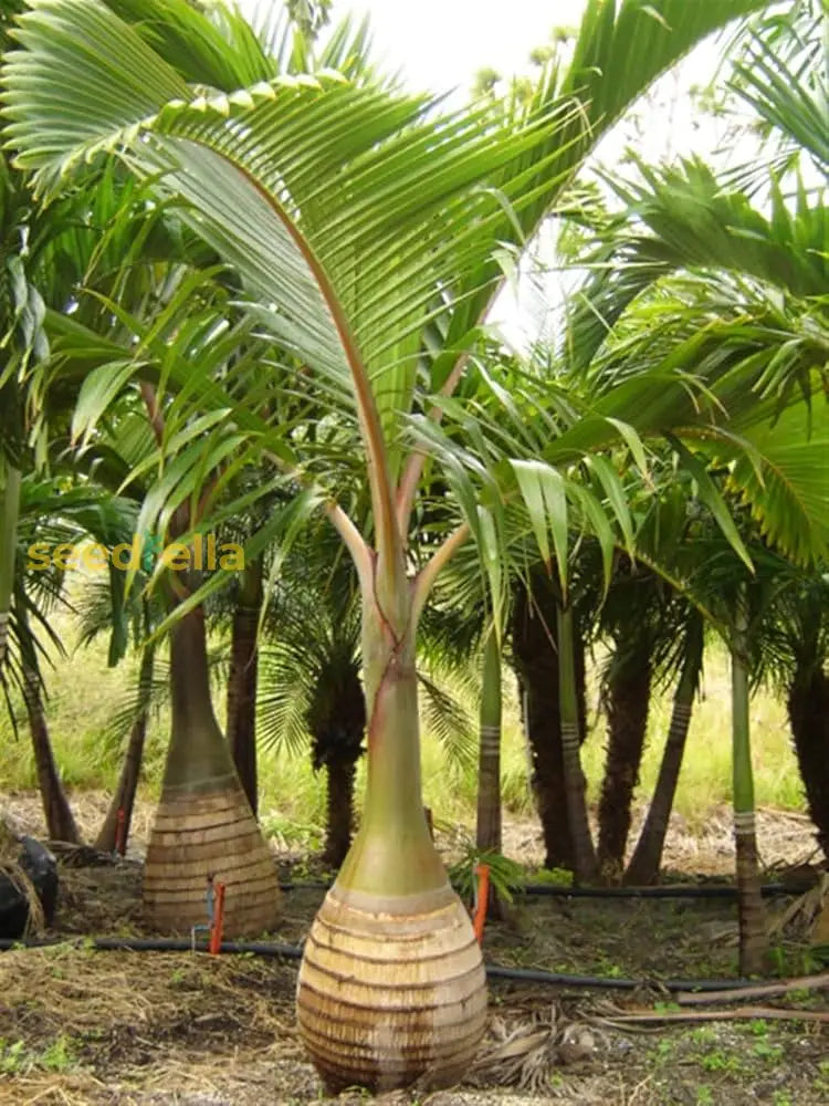 Planting Seeds For Bottle Palm Trees Plant Seeds