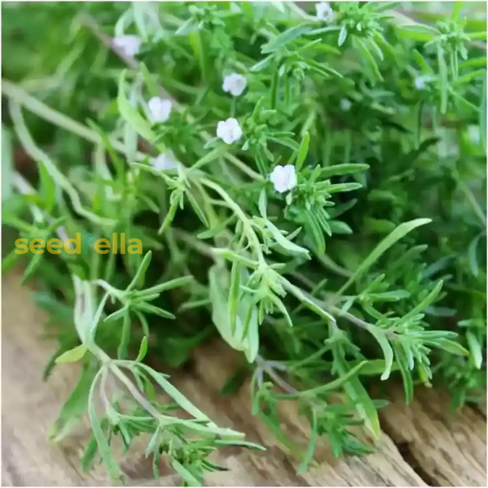 Planting Seeds For Green Satureja Hortensis (Summer Savory) Plant Seeds