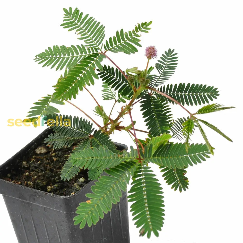 Planting Seeds: Green Mimosa Pudica Vegetable Seeds