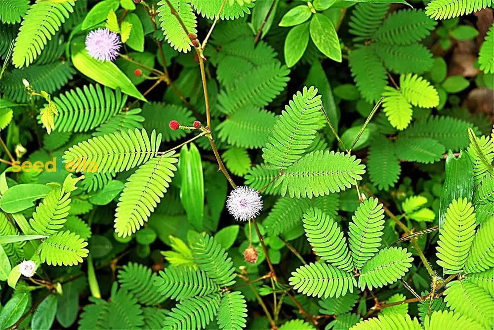 Planting Seeds: Green Mimosa Pudica Vegetable Seeds