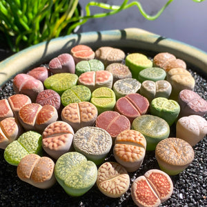 Living Stone Seeds – Sempervivum Mixed Varieties
