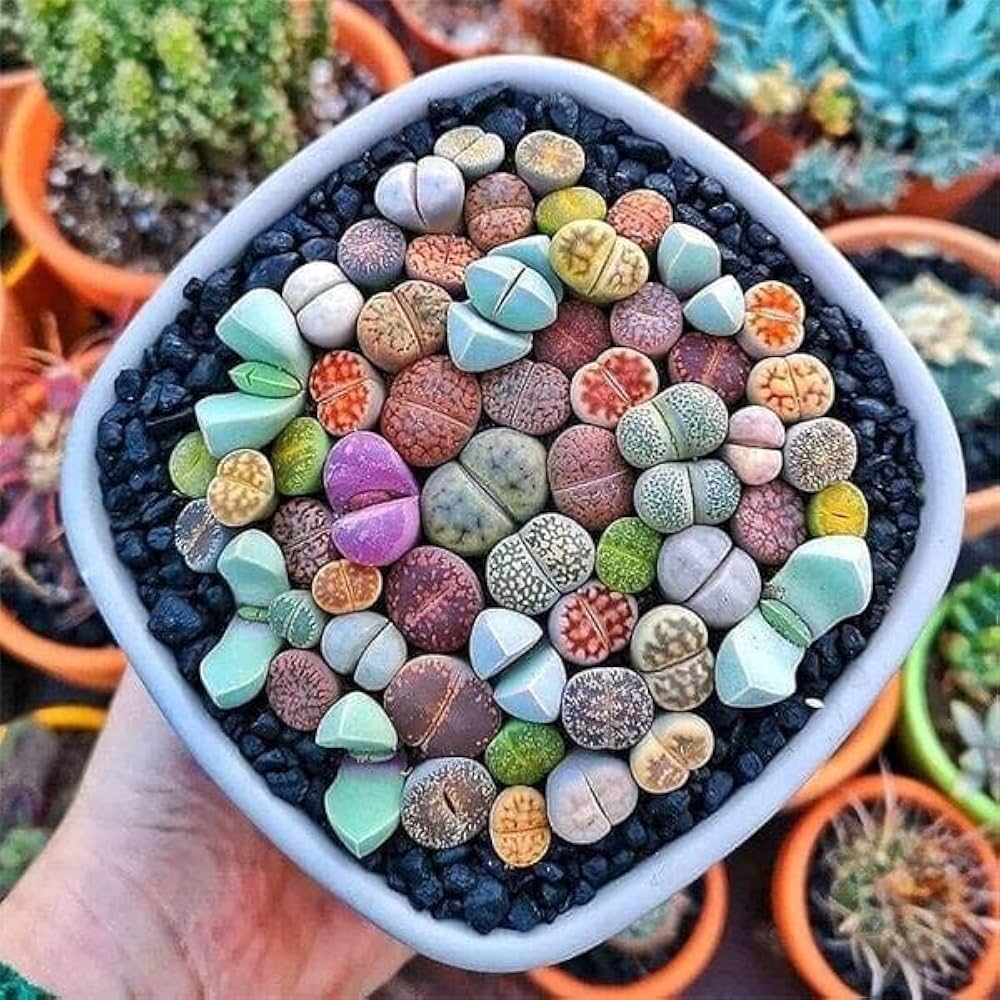 Planting living stone seeds in pots