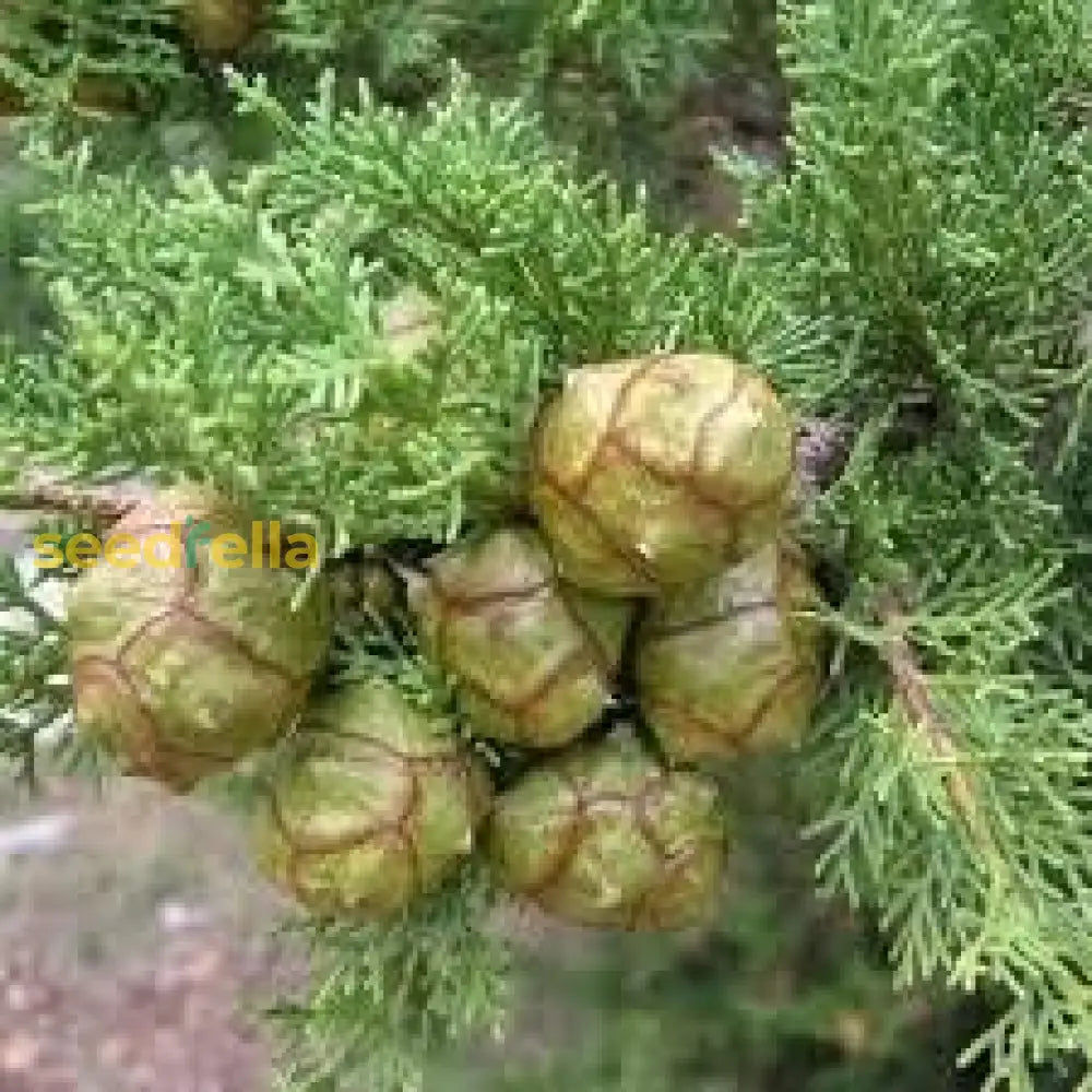 Planting Tips For Green Cupressus Sempervirens Tree Seeds Plant Seeds