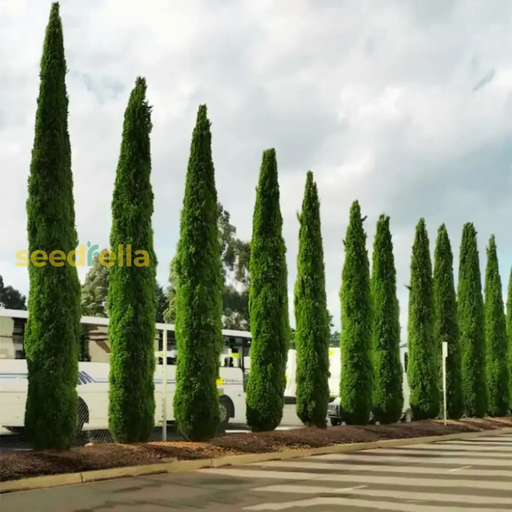 Planting Tips For Green Cupressus Sempervirens Tree Seeds Plant Seeds