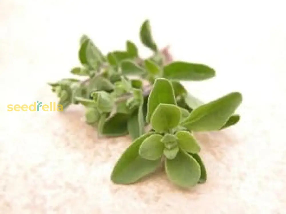 Planting Tips For Green Marjoram Seeds Plant Seeds